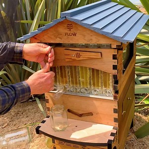 1.2K views · 19K reactions | This invention has changed the way you harvest honey from a bee hive.  Care for the bees  Taste what’s flowering in your own garden  Harvest honey with ease Australian made, designed and owned. | Flow Hive | Facebook