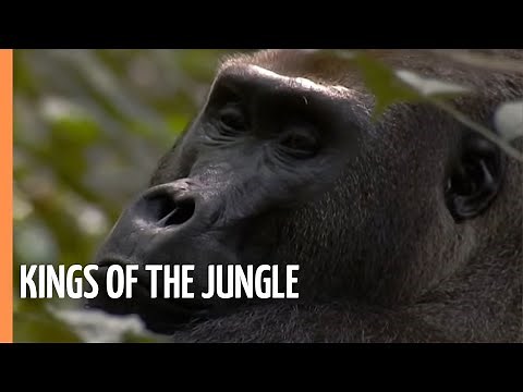 Gorillas - Kings of the jungle | Full Documentary