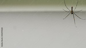 the spider sits in its web and catches flies and other insects