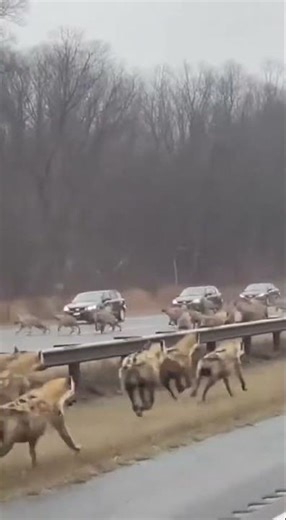 Flashing Lights and Fast Paws | Highway Surprise