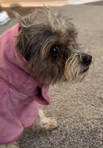 Gracie Harmeyer (@gracieharmeyer)’s videos with original sound - chronicallyonline