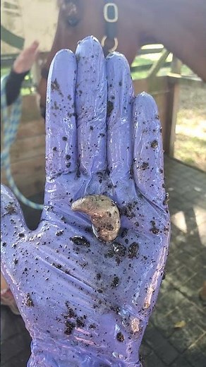 Sheath cleaning for horses bean removal and the happy horse after! #horsecare #sheath