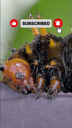 La increíble transformación de una oruga 🐛➡️🦋 #naturaleza