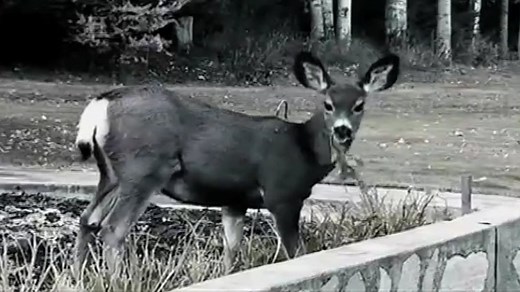 WHAT — Life after people