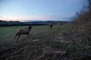 Newest additions to West Virginia elk herd have arrived in southern West Virginia - WV MetroNews