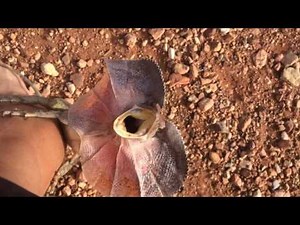 Frilled-Neck Lizard Attacks Man in Outback Australia