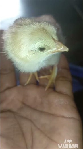 breeding chickens at home #shorts #poultrylife #rooster #poultry #poultrylife #aseelmurga