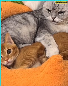 #PetComedy #FunnyPets #AnimalLovers #PetLovers #FunnyAnimals #PetVideos #CutePets [5] | ZoomieFun