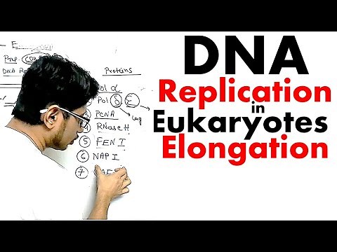 Eukaryotic DNA replication elongation | DNA replication in eukaryotes lecture 2