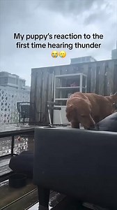 218K views · 1.3K reactions | This Puppy’s Reaction to Thunder Will Make Your Day ️ Don’t Miss It! .How do your pets react to thunder?⬇️ Drop a comment below and let us know! #dogsofinstagram #puppylove #dogsdaily #instapuppy #pawsome #dogmoments #FurryFriends #dogsarefamily #doglife #dailydog #explorepage #lovethis #ShareTheJoy #justforyou | Ares Milano | Facebook