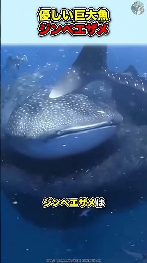 優しい巨大魚【ジンベエザメ】#動物 #雑学#豆知識