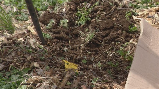 City says 4,500 trees planted across Denver this year