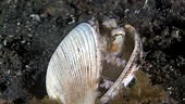 Small Veined Octopus hiding in an empty shell underwater on a sandy...