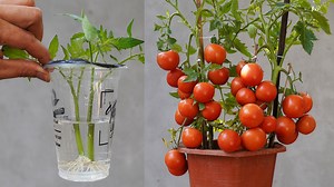 169K views · 2.2K reactions | Discover the secret to growing great Tomatoes | H&H Gardening Secrets | Facebook