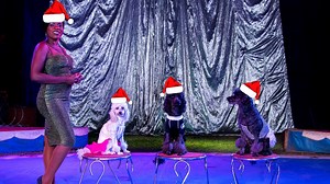 See you in Florida North, this FESTIVE SEASON, at the Beacon Road Koppie Park, opposite the Florida Municipal Pools. Each show is limited to 100 people, so be sure to get your tickets early! SHOW TIMES: Wednesday 23 December - 7:30 PM Thursday 24 December - 3 PM *All seats R99 - CASH ONLY* Friday 25 December - MERRY CHRSTMAS Saturday 26 December - 3 PM, 5:15 PM & 7:30 PM Sunday 27 December - 3 PM & 5:15 PM - All show times: http://mclarencircus.co.za/tours-tickets/ - Benches R120 | Raised Chairs