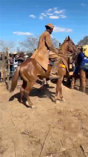 Chestnut horse, well-groomed and a tested cowboy, catching a wild bull. #bullcatching #cowboy #horse