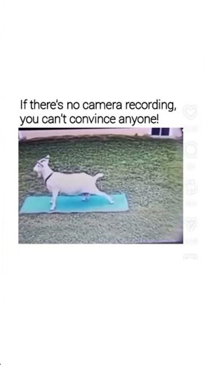 Memes 101 #funny #fyp #memes