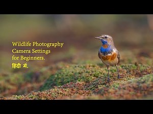 Wildlife Photography with Entry-Level DSLR | Best Wildlife Photography Camera Settings for Beginners