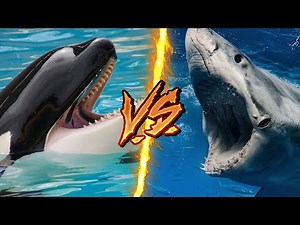 Great White Shark VS Killer Whale - Who Would Win? | BATTLE ARENA | DanCo VS