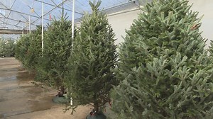 How to pick out the perfect Christmas tree