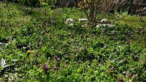 Mesmerizing Close-up Video Hummingbird Hawk-moth Macroglossum: vídeo stock (100% livre de direitos) 3741487507 | Shutterstock