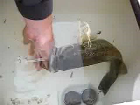 "fizzing" a largemouth bass