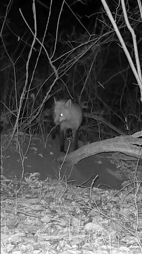 A Fox Barking 🦊🦊‼️ #trailcam, #fox,