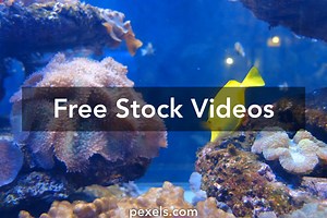 Dunk Tank Videos, Download The BEST Free 4k Stock Video Footage & Dunk Tank HD Video Clips