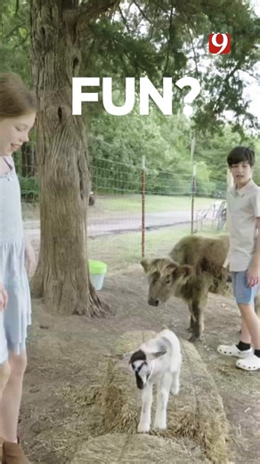 9.1K views · 65 reactions | Oklahoma is filled with places for fall family fun. And if you missed it – check out some fun & unique spots! Watch it anytime. Join us for an Oklahoma’s Own Original: Fall Adventures on News9.com, the 9+ streaming app or https://www.youtube.com/@NEWS9OklahomaCity. #FallAdventures #Oklahoma #FamilyFun #Local #CoolerWeather #FavoriteSpots | KWTV - NEWS 9 | Facebook