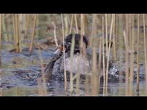Little Grebe chick struggles with a biting larva of the great silver water beetle
