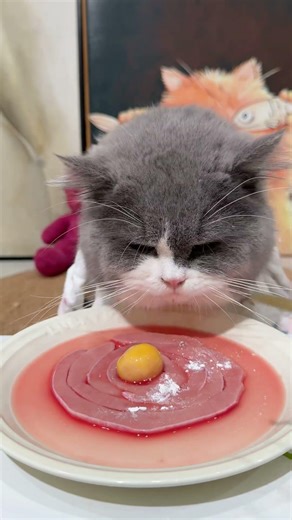 Please enjoy slowly #cat eating broadcast #cat #feeding cat