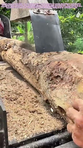 Ripping Reality: Where Raw Timber Meets the Blade