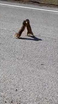 Two Gophers Brawl in the Middle of the Road