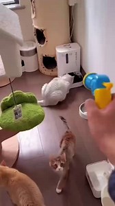 1 Cat Ball Launcher + 80Pcs 1.2'' Balls, Silent Plush Elastic Ball Toy, Interactive Indoor Cat Toys, Plush Ball Shoot Gun for Kitty