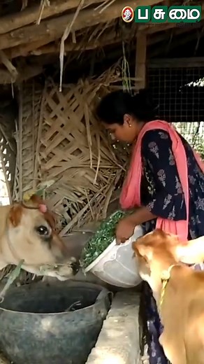 Successful Farming Ideas! - Integrated Farming #Milk | #Farming |#CowFarm | #PasumaiVikatan | #VikatanReels | Pasumai Vikatan