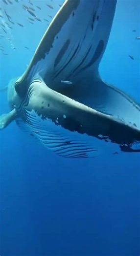 I captured the moment a blue whale opens its mouth! 🐋 #usa #reeflife