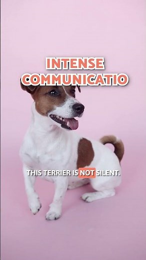 5 CHARACTERISTICS of the JACK RUSSELL TERRIER ⚾