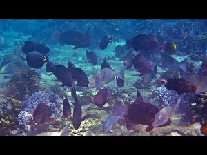 Science Bulletins: Fish Biodiversity Protects Coral Reefs