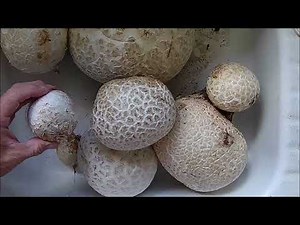 Processing foraged Giant Puffball Mushrooms! 9-2-2022