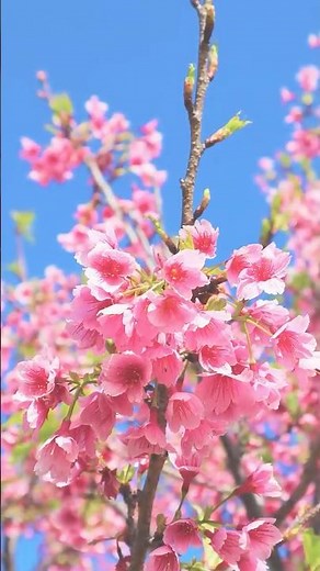 沖縄・オクマ プライベートビーチ ＆ リゾート｜1月の景色 #沖縄旅行 #家族旅行 #オクマ #travel #vacation