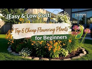Top 6 Cheap Flowering Plants for Beginners (Easy & Low Cost) 🌸🔥