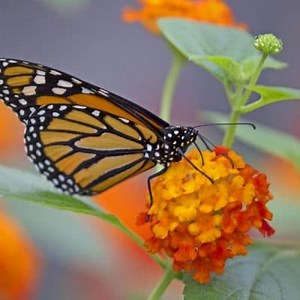 Characteristics of the Monarch Butterfly: Habitat, feeding and more ▷➡️ Postposmo
