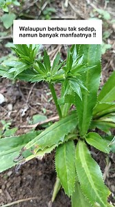 Even though it has an unpleasant smell, Eryngium foetidum can not only be used as a cooking spice, but if boiled and then drunk the water can also provide many health benefits. #herbalmedicine #eryngiumfoetidum #cookingspice #healthbenefit #trending #viral #fyp | 4yo Hidup Sehat