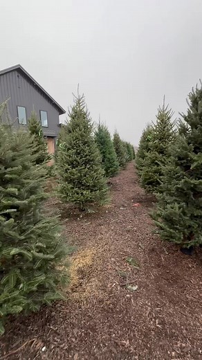 ✨ It’s beginning to SMELL a lot like Christmas! 🎄 These trees smell AMAZING! There is nothing like the smell of a real tree at Christmas ♥️ | Overton Tree Farm