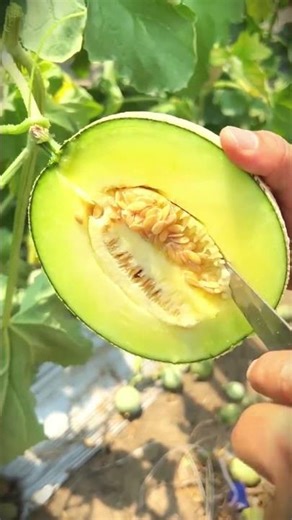 simple smart tool to remove melon seeds easily #shorts