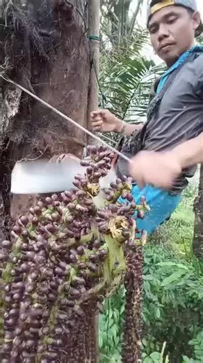 ‏sago palm fruit harvest juice