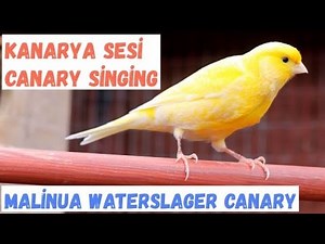 Malinua Canary Singing - Most Spectacular FHD Video Training
