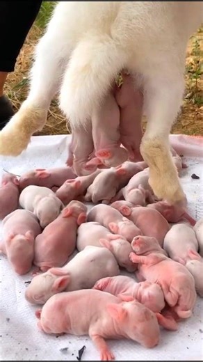 Rabbit Baby - Little rabbit growth | Baby Rabbits 1 To 19 Days #pets #animals