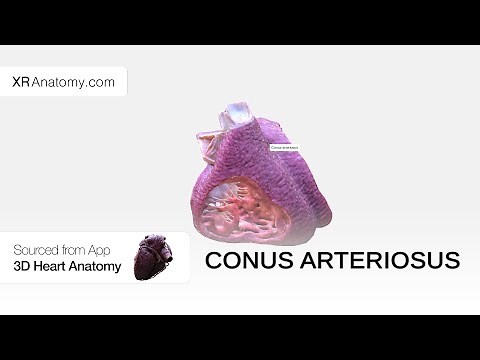Conus arteriosus
