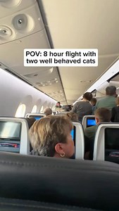 They love snuggling on the plane 🥹❤️ . . . Hashtags: #cats #travel #travelcat #airplane #cattravel #cutecats #britishshorthair #neko #kucing #кошки | LorettaBritish Cat